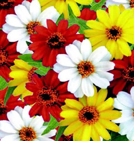 zinniaprofusionsinglehybridimportedheirloomnongmohighgerminationorganicgarden flower seeds