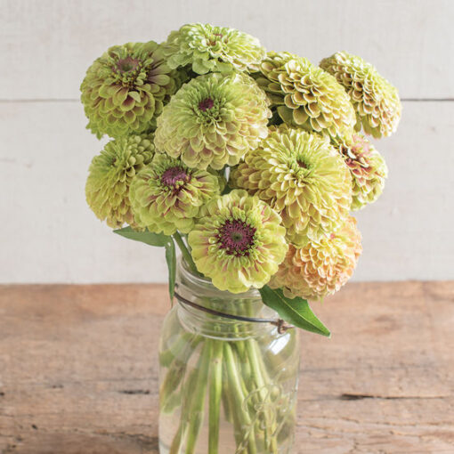 zinniaqueenlimeblushimportedheirloomnongmohighgerminationorganicgarden flower seeds