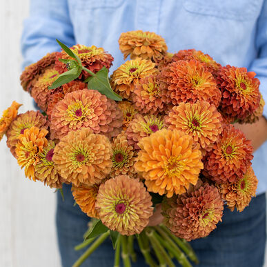 zinniaqueenlimeorangeimportedheirloomnongmohighgerminationorganicgarden flower seeds