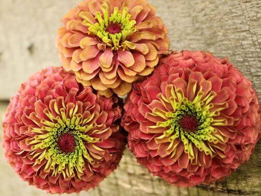 zinniaqueenredlimeimportedheirloomnongmohighgerminationorganicgarden flower seeds