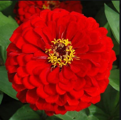 red zinnia flower seeds