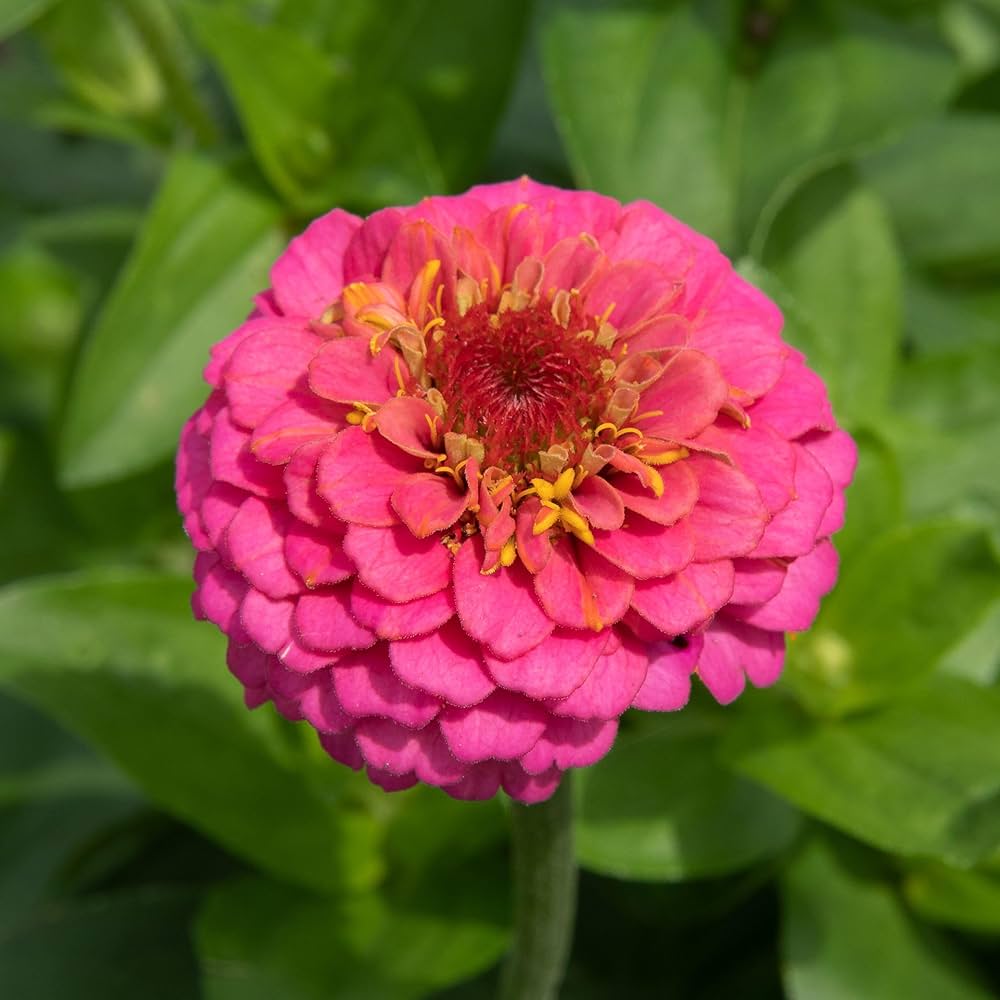 zinnia sampler flower seeds
