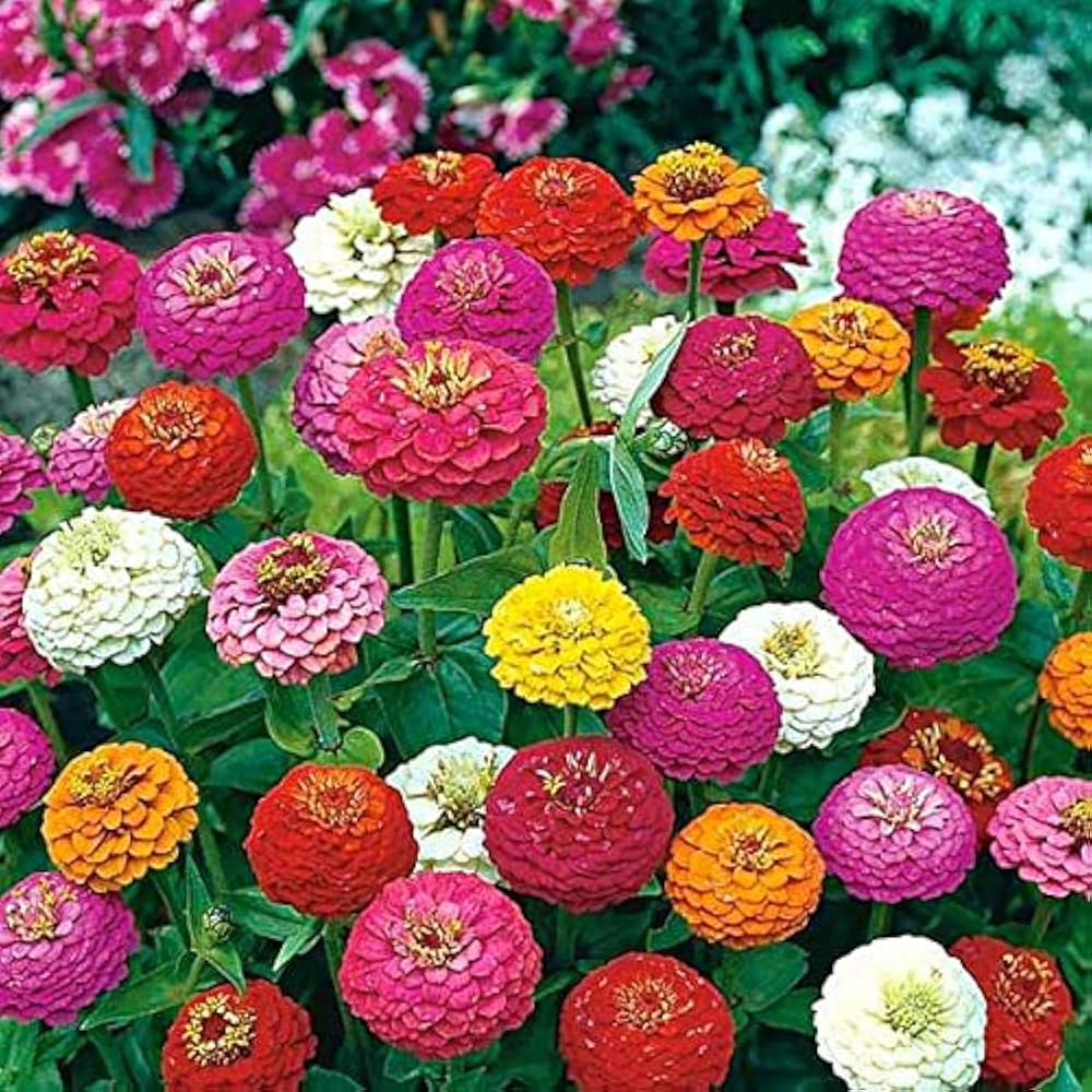 zinnia sampler flower seeds