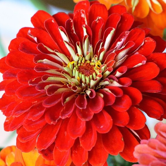 Deep Red Scarlet Flower Seeds – Heirloom Non-GMO High Germination Seeds