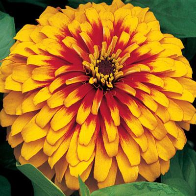 yellow zinnia flower seeds