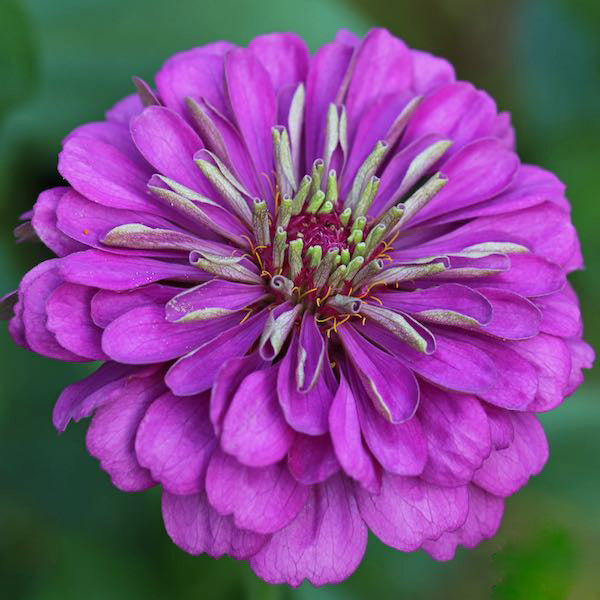 Dark Purple Zinnia Flower Seeds for Planting Heirloom Non-GMO High Germination Organic Garden Seeds