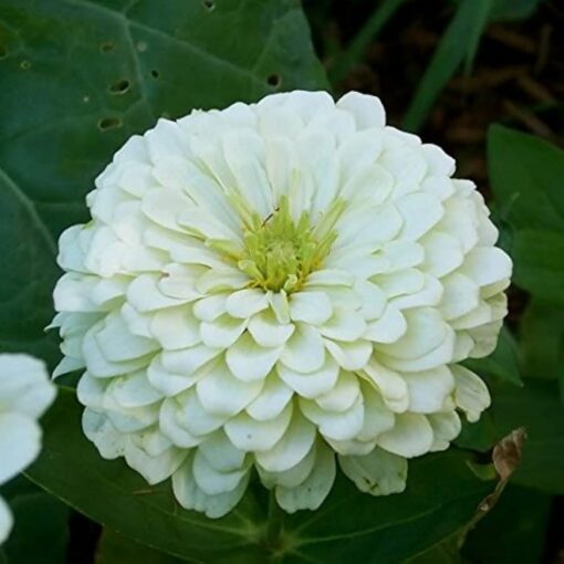 white zinnia flower seeds