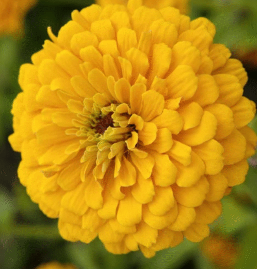 yellow zinnia flower seeds