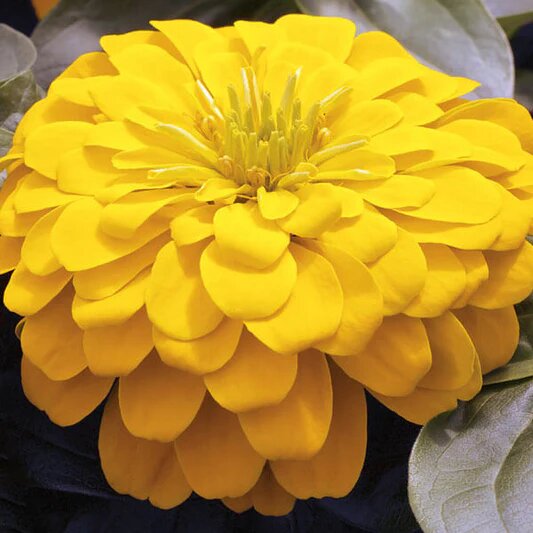 Giant Zinnia Flower Seeds Yellow – Heirloom, Non-GMO, High Germination Organic Garden Seeds for Planting