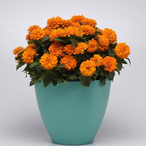 zinniazaharaorangeimportedheirloomnongmohighgerminationorganicgarden flower seeds