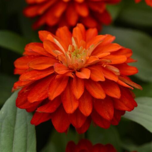 zinnia zahara flower seeds