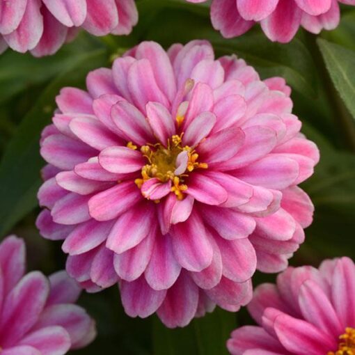 zinniazahararaspberrydoubleimportedheirloomnongmohighgerminationorganicgarden flower seeds