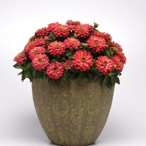 zinnia zahara flower seeds