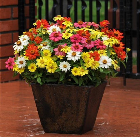 zinniazaharasingleimportedheirloomnongmohighgerminationorganicgarden flower seeds