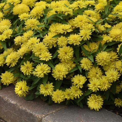 yellow zinnia flower seeds