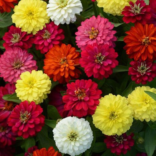 zinniazaharadoubleimportedheirloomnongmohighgerminationorganicgarden flower seeds