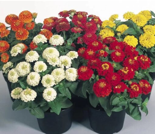 zinnia zinnita flower seeds