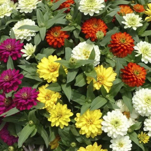 zinniazydecoimportedheirloomnongmohighgerminationorganicgarden flower seeds