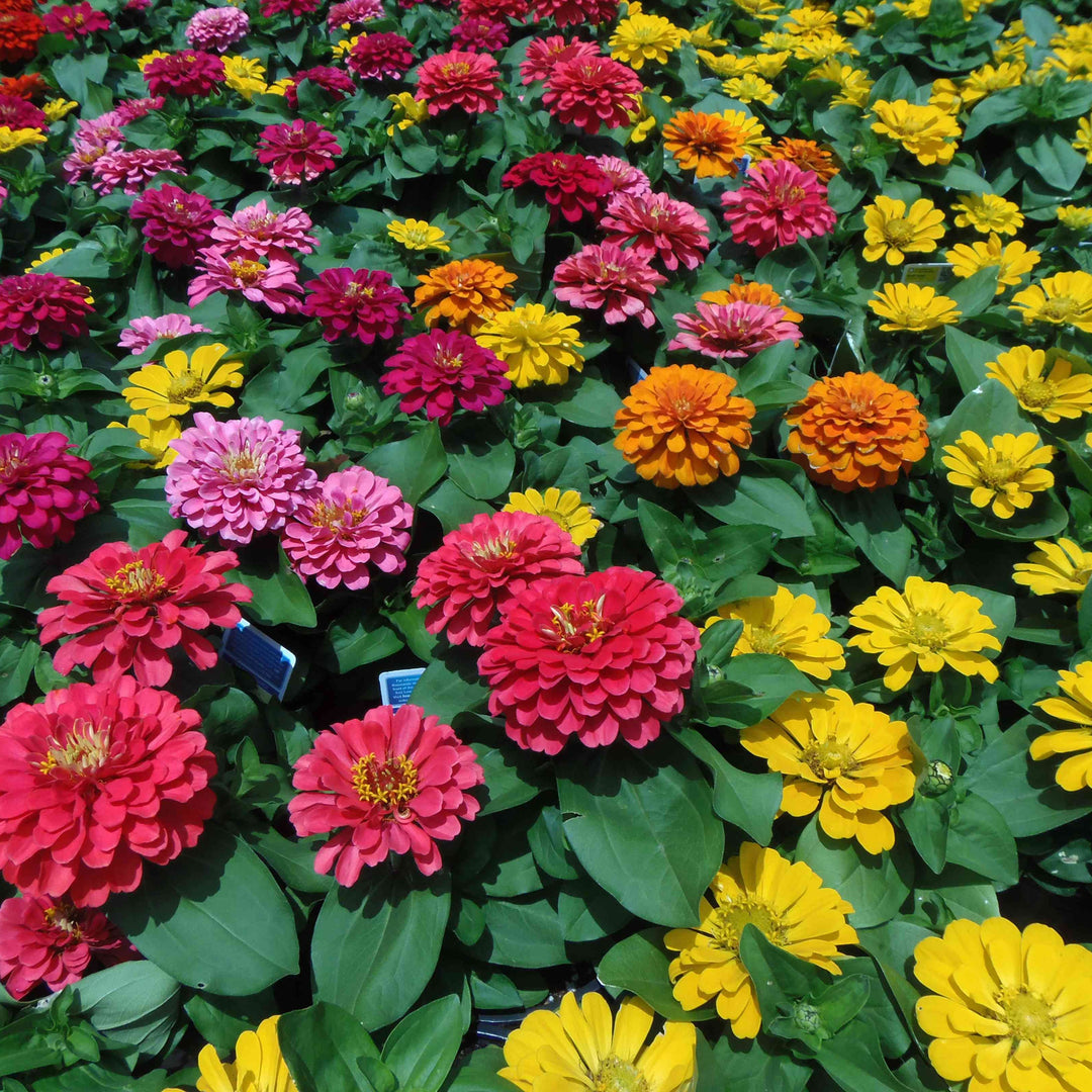 colored semi flower seeds