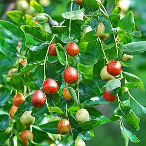 indian jujube flower seeds