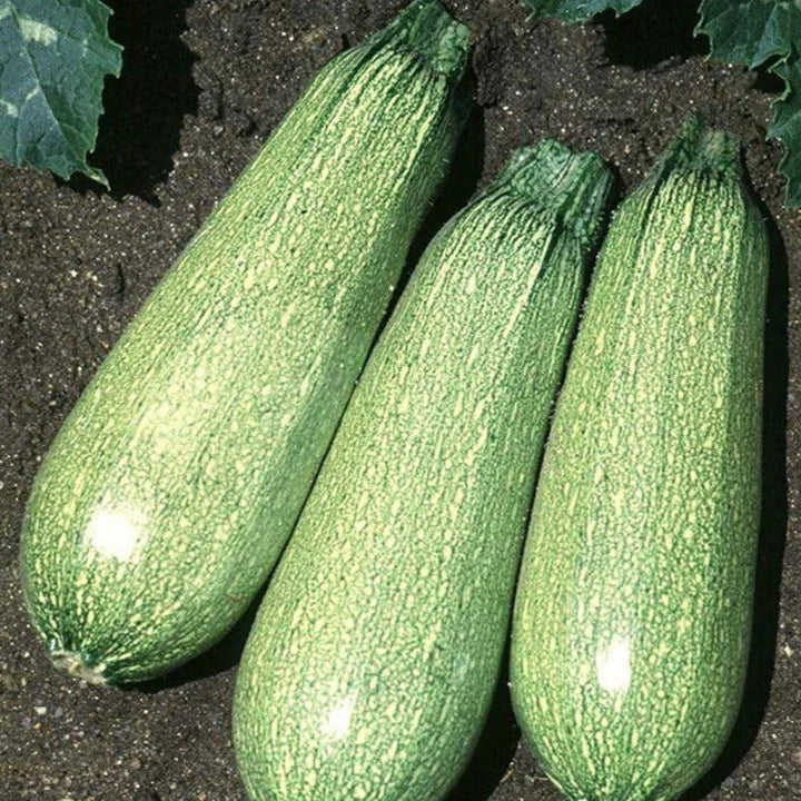 Summer Squash Round Light Green F1 Hybrid Zucchini Seeds – Non-GMO High Germination Garden Seeds